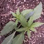 Wurlz F1 Autoflower - Zamnesia Seeds