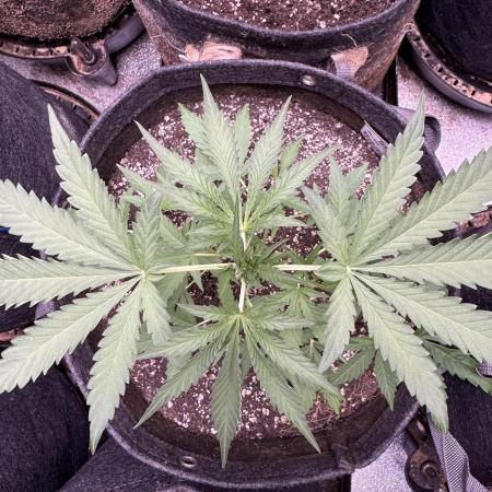 Sour Apple X Strawberry Gorilla Auto Fem