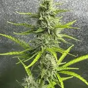 CBD Lemon Auto - Herbies Seeds