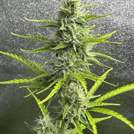 CBD Lemon Auto - Herbies Seeds