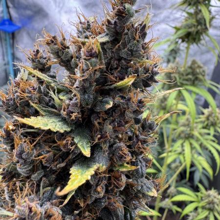 AUTO PURPLE OPIUM - Divine Seeds