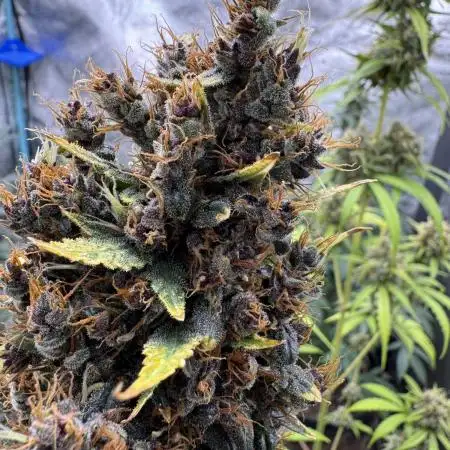 AUTO PURPLE OPIUM - Divine Seeds