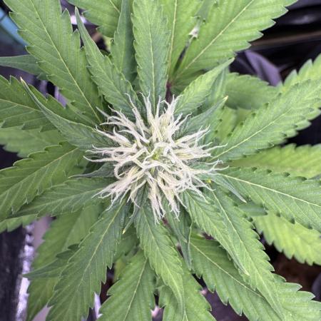 Auto Elephant - Super Sativa Seed Club