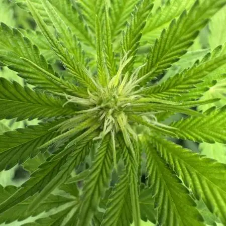 Auto Big Demon by Divine Seeds