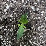 Purple Tangie Auto - Supernatural Seeds