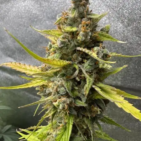 AUTO FRACTAL - Divine Seeds