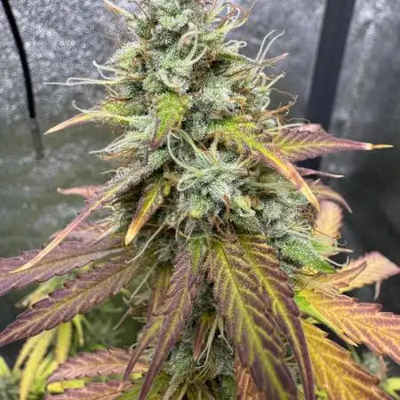 Pineapple Coconut Auto