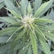 Apple Betty Auto from Herbies Seeds