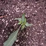 Wurlz F1 Autoflower - Zamnesia Seeds