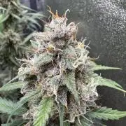 AUTO WHITE WIDOW - Divine Seeds