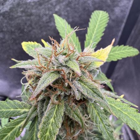 Auto AK Triple Haze - Super Sativa Seed Club