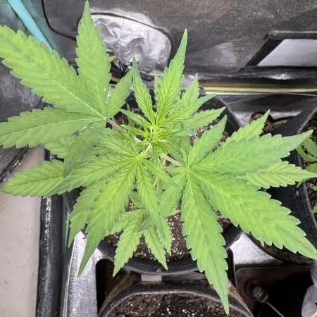 AUTO PURPLE OPIUM - Divine Seeds
