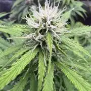 Apple Betty Auto from Herbies Seeds