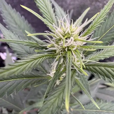 Zkittelz XL Auto - Ganja Farmer Seeds
