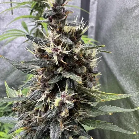 AUTO PURPLE OPIUM - Divine Seeds