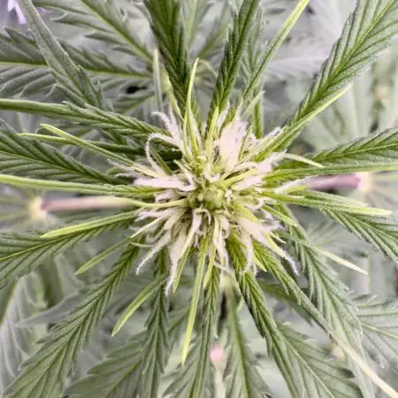 Elephant Berry Auto