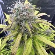 Apple Betty Auto from Herbies Seeds