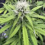 Apple Betty Auto from Herbies Seeds