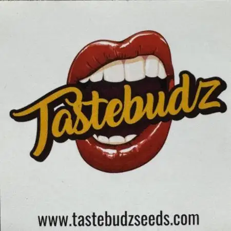 Caramel Auto - TasteBudz
