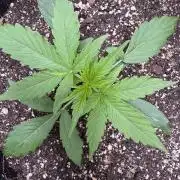 Apple Betty Auto from Herbies Seeds