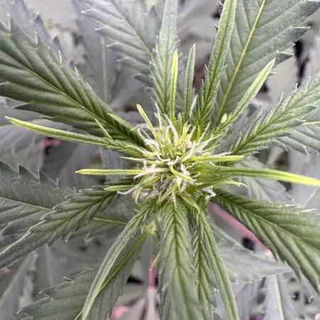 Zkittelz XL Auto - Ganja Farmer Seeds
