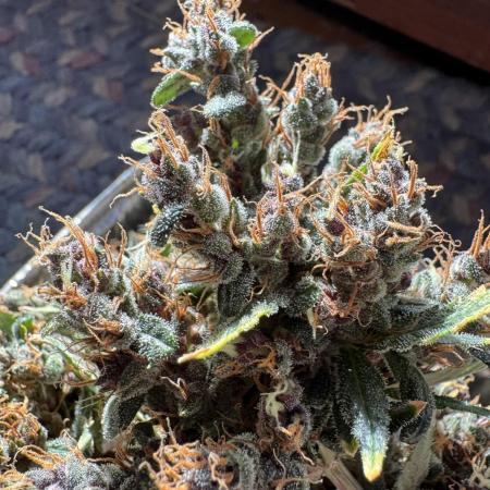 AUTO PURPLE OPIUM - Divine Seeds