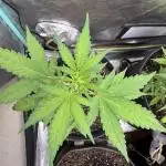 AUTO PURPLE OPIUM - Divine Seeds