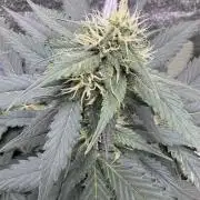 Caramel Auto - FastBuds