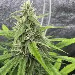 AUTO FRACTAL - Divine Seeds