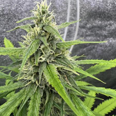 AUTO FRACTAL - Divine Seeds