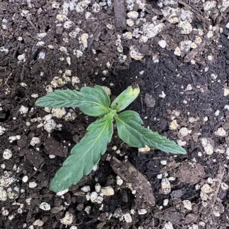 Wurlz F1 Autoflower - Zamnesia Seeds