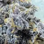 DARK LEMONADE AUTO - Delicious Seeds