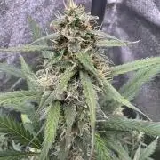 AUTO WHITE WIDOW - Divine Seeds