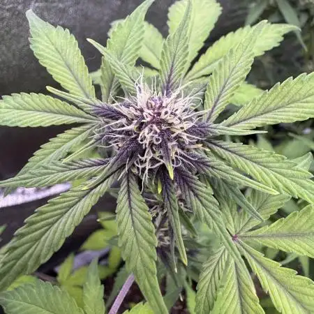 DARK LEMONADE AUTO - Delicious Seeds