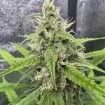 AUTO FRACTAL - Divine Seeds