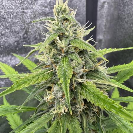 AUTO FRACTAL - Divine Seeds