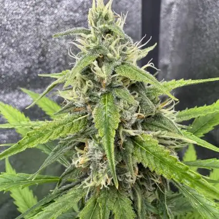 AUTO FRACTAL - Divine Seeds