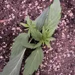 Wurlz F1 Autoflower - Zamnesia Seeds