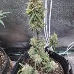 Auto Elephant - Super Sativa Seed Club