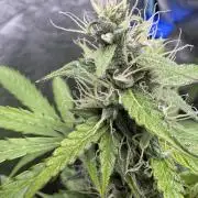 Purple Tangie Auto - Supernatural Seeds