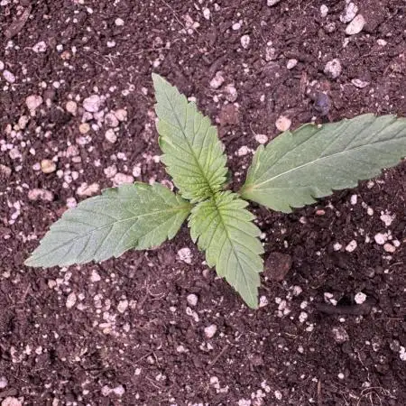 Zkittelz XL Auto - Ganja Farmer Seeds