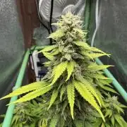 Big Demon by Divine Seeds