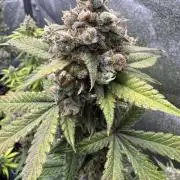 Auto Opium - Divine Seeds