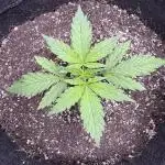 CBD Lemon Auto - Herbies Seeds