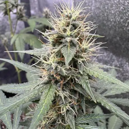 Midnight Moonshine F1 Auto - TasteBudz