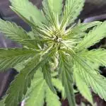 AUTO PURPLE OPIUM - Divine Seeds