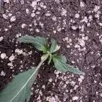 Wurlz F1 Autoflower - Zamnesia Seeds