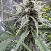 Sour Apple X Strawberry Gorilla Auto