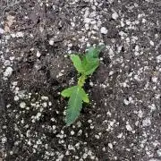 Purple Tangie Auto - Supernatural Seeds