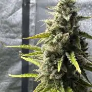 CBD Lemon Auto - Herbies Seeds